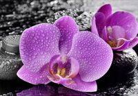 Fototapeta 3D widok kwiaty kamienie 130x80 FLIZ