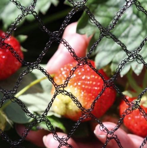 MOCNA SIATKA przeciw PTAKOM na BALKON na Drzewka Wolierę 7,5 x 7,5 m na Arena.pl