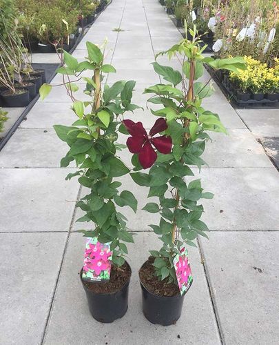 Powojnik Clematis Westerplatte C2 E na Arena.pl