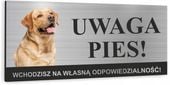Tabliczka UWAGA ZŁY PIES - LABRADOR RETRIEVER