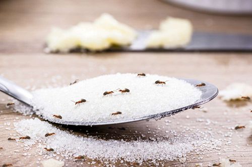 sum17 sumin proszek na mrówki 1kg na Arena.pl