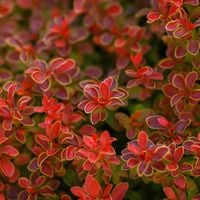 Berberys Thunberga 'Ruby Star' (Berberis thunbergii) Doniczka 2.0L