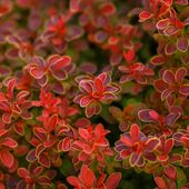 Berberys Thunberga 'Ruby Star' (Berberis thunbergii) Doniczka 2.0L