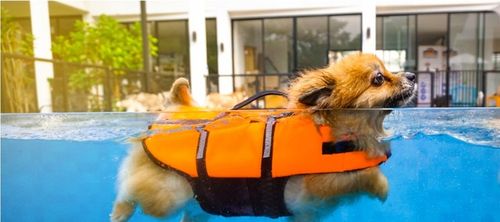 KAMIZELKA RATUNKOWA DLA PSA do WODY KAPOK do PŁYWANIA ODBLASKOWA na Arena.pl