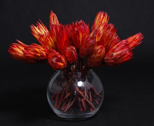 Protea lakierowana na Arena.pl