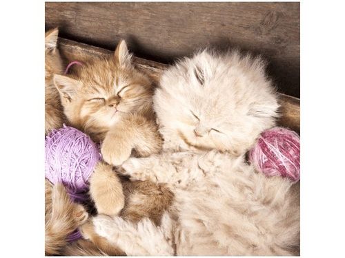 50X50CM ŚPIĄCE KOTY MISCE OBRAZ DRUK na Arena.pl