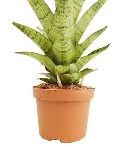 SANSEWIERIA TOUGH LADY 25 cm na Arena.pl