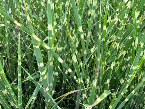 Miskant chiński 'Apache' Niski Pstry (Miscanthus sinensis) Doniczka 2.0L na Arena.pl