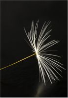 100 70CM OBRAZ PŁÓTNO DMUCHAWCE LATAWCE PŁÓTNO RAMA