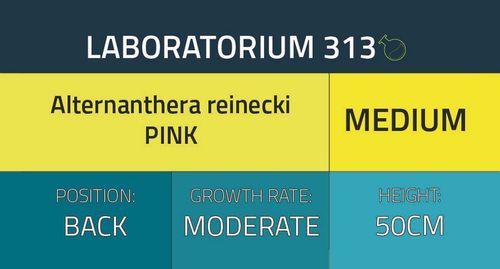 Alternanthera reineckii Pink na Arena.pl