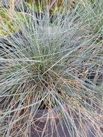 Kostrzewa sina Bylina Trawa niebieska skalniak