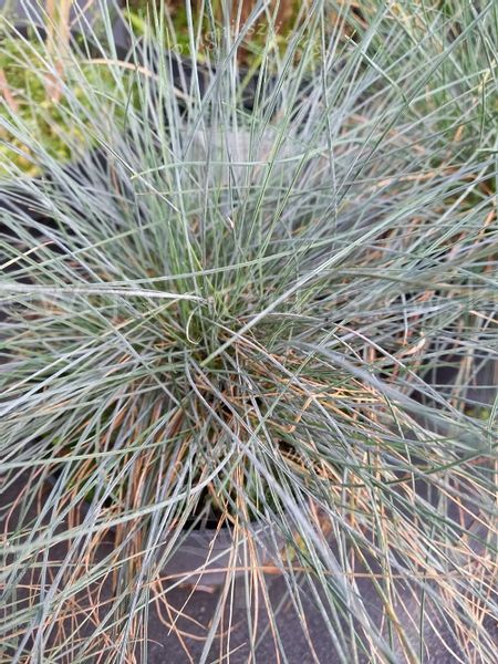 Kostrzewa sina Bylina Trawa niebieska skalniak zdjęcie 1