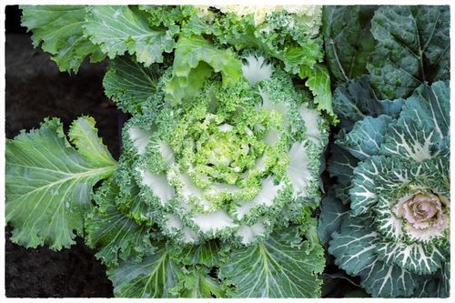 Kapusta ozdobna ZESTAW 8szt sadzonek MIX KOLORÓW na jesień i zimę na Arena.pl