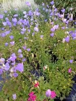 Dzwonek karpacki niebieski bylina skalniak