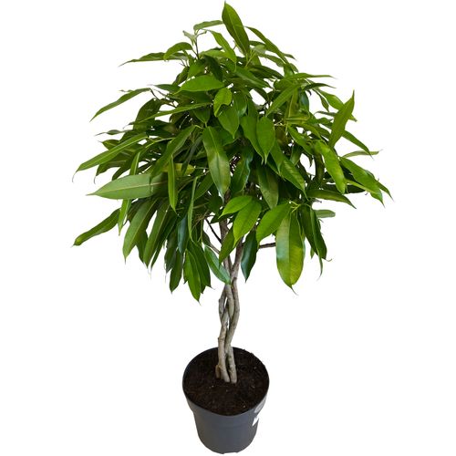 FIKUS (FICUS) AMSTEL KING 100 cm na Arena.pl