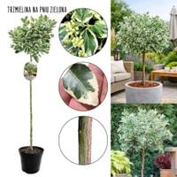 Trzmielina Zielona całoroczna dekoracja NA PNIU 60-90 cm