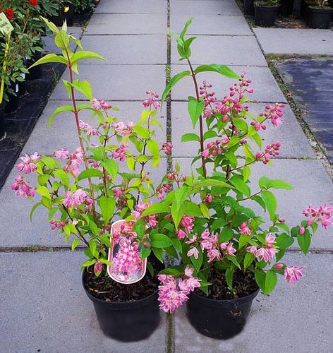 Żylistek Strawberry Fields C2 na Arena.pl