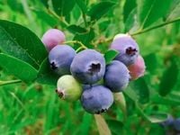 Borówka amerykańska LEGACY Późna odmiana Aromatyczna Sadzonki 3-letnie C2