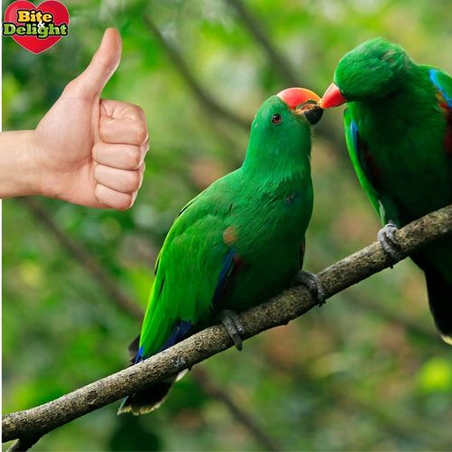 PROSO SENEGALSKIE BIAŁE + CZERWONE 0,5KG + 0,5KG CZYSTE DUŻE KŁOSY na Arena.pl