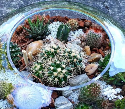 Kaktus mix zestaw 10 sztuk na Arena.pl