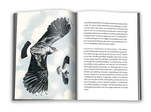 Dwanaście srok za ogon na Arena.pl