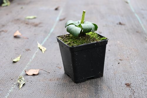 Runianka japońska Green Carpet - Pachysandra terminalis na Arena.pl