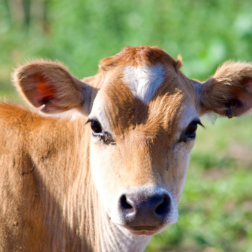 DOLMIX C witaminy dla cieląt DOLFOS 2kg na Arena.pl