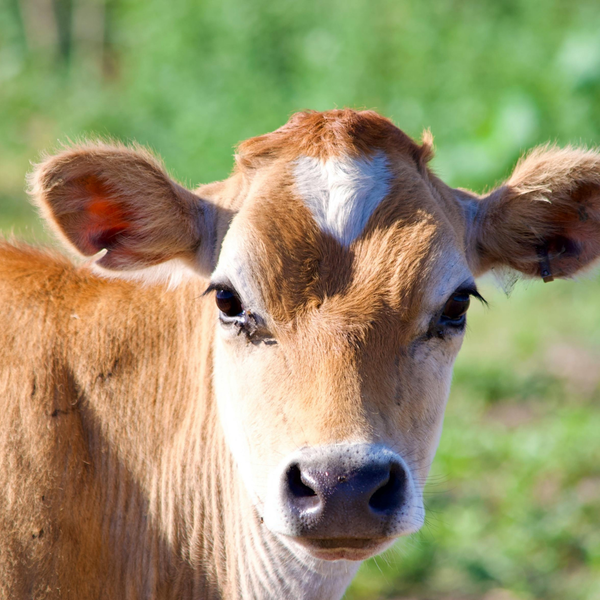 DOLMIX C witaminy dla cieląt DOLFOS 2kg zdjęcie 3