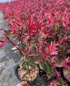 Głogownik RED ROBIN na Piękny Zimozielony Żywopłot 30-60cm w doniczce