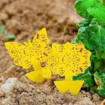 60x ŻÓŁTY LEP DO DONICZEK MOTYL na ziemiórki mszyce muszki owocówki na Arena.pl