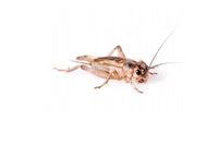 Świerszcze domowe 0,8-1cm 250sztuk