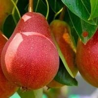 GRUSZA CUKRÓWKA BARDZO SŁODKA PLENNA