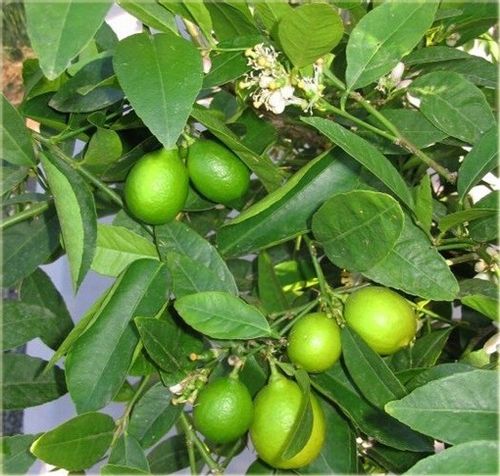 Limeta kwaśna lima limonka Wodka Lime 60-80cm C2 na Arena.pl