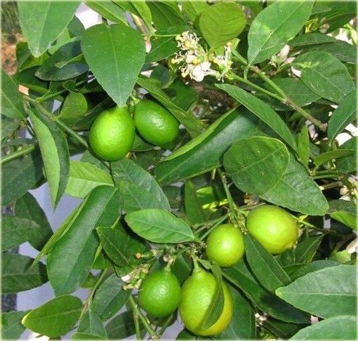 Limeta kwaśna lima limonka Wodka Lime 60-80cm C2 zdjęcie 5