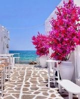 LAGERSTROEMIA bez południa różowa SADZONKA 2 LETNIA PRZYCIĘTA 20 / 30 cm