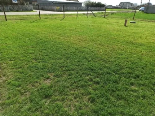 Trawa UNIWERSALNA nasiona trawy SAMOZAGĘSZCZAJĄCA odporna na DEPTANIE 5kg na Arena.pl