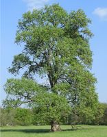 WIĄZ SZYPUŁKOWY Ulmus laevis - NASIONA 1300 sztuk - 10g.