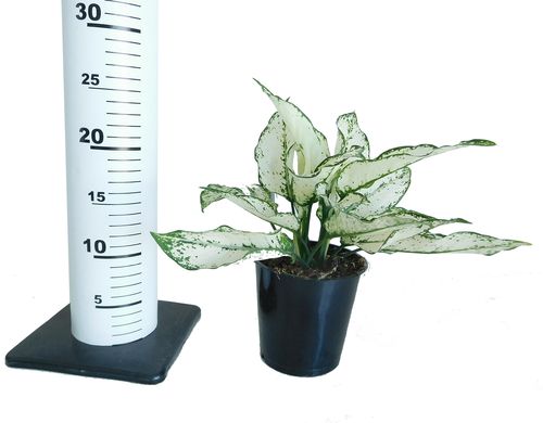 AGLAONEMA SUPER WHITE 30cm na Arena.pl