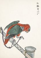 Plakat 50x70cm Macaw, Kashu Japoński Vintage do Salonu