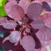 Perukowiec podolski 'Royal Purple' Czerwony (Cotinus coggygria) 7.5L