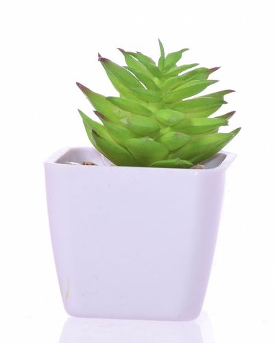 Kaktus sukulent w doniczce na Arena.pl