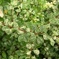 Berberys thunberga KÓRNIK Piękny biało-zielony krzew Na żywopłot P9