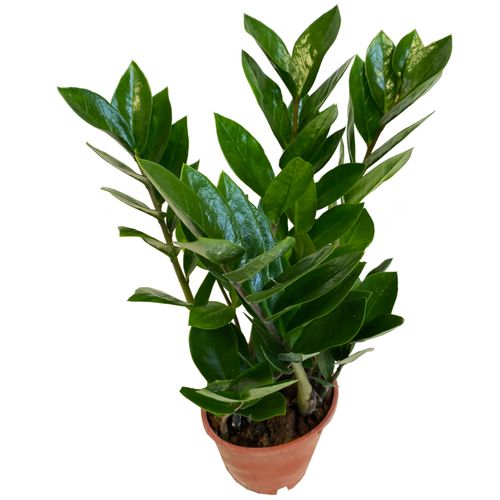 ZAMIOKULKAS (ZAMIOCULCAS) 45cm na Arena.pl
