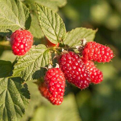 Malinojeżyna TAYBERRY na Arena.pl