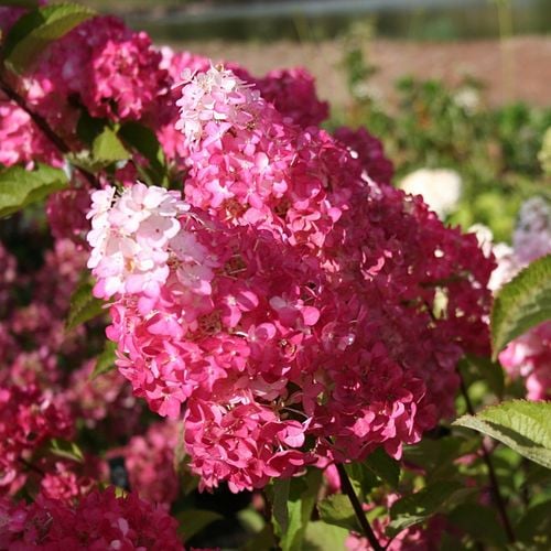 HORTENSJA bukietowa FRAISE MELBA INTENSYWNA CZERWIEŃ DUŻA XXL sadz. C2 na Arena.pl