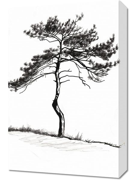 Obraz 40x60cm Samotna Sosna zdjęcie 1