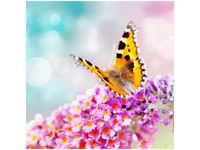 50X50CM MOTYL KWIATKACH OBRAZ