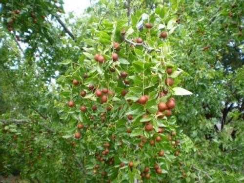 Jujuba głożyna pospolita daktyle P9 na Arena.pl