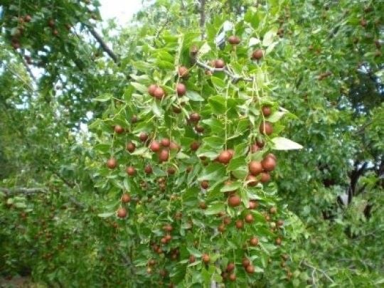 Jujuba głożyna pospolita daktyle P9 zdjęcie 3