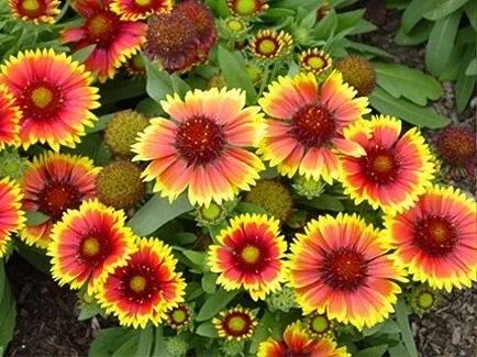 GAILARDIA Kobold - sadzonki 10 / 20 cm na Arena.pl